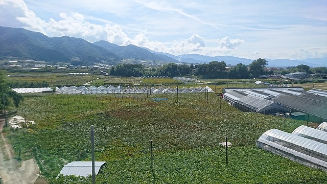 勝沼のぶどう園