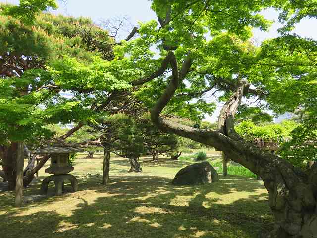 浜離宮恩賜庭園の園内に生えている松