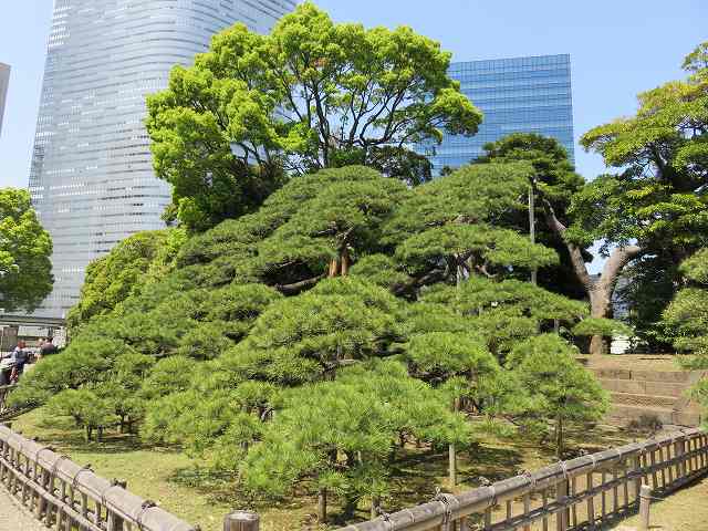 浜離宮恩賜庭園内にある「三百年の松」