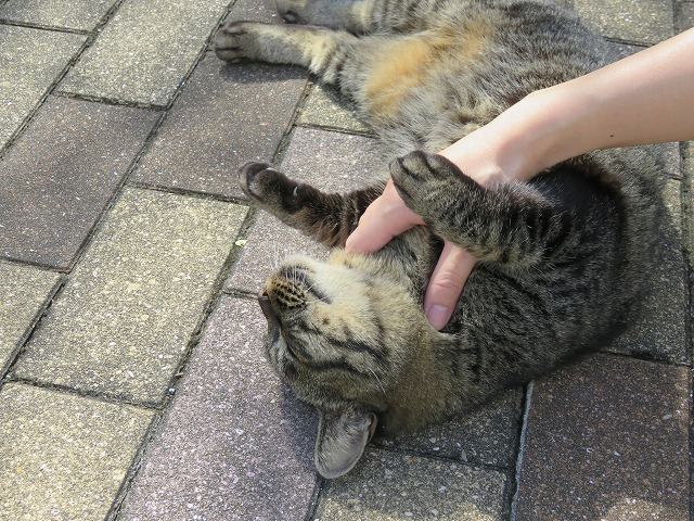 f:id:komadakoma:20181014235847j:plain