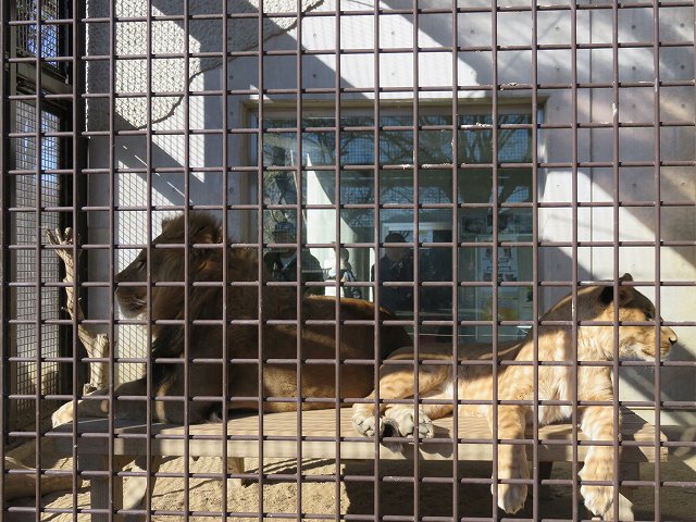 桐生が岡動物園のライオン
