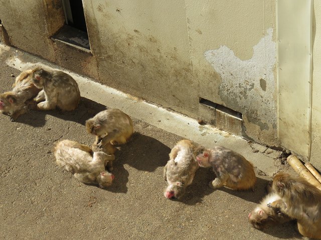 桐生が岡動物園のサル