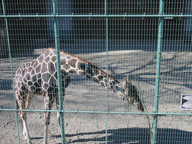 桐生が岡動物園のキリン