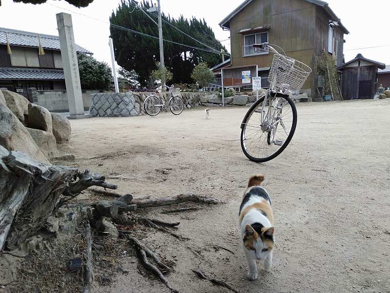 本島の「木烏神社」の境内を歩く猫