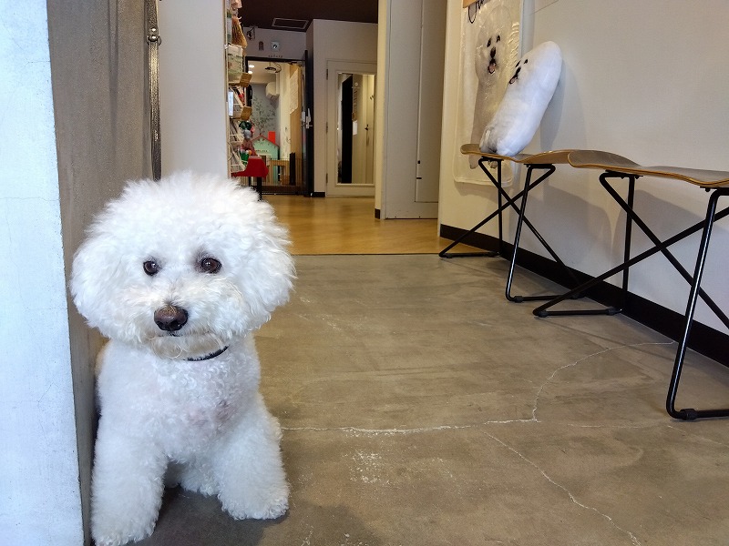 ホテル3オクロック天王寺の看板犬のオレオ君